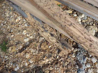 Termite Île de Ré