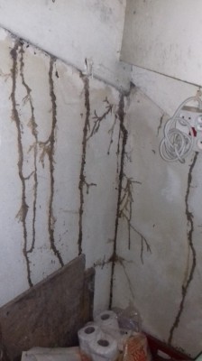 Traitement termites La Rochelle