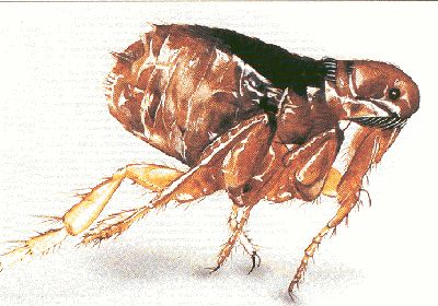 Traitement termites Rochefort