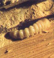 Traitement termites à La Rochelle	