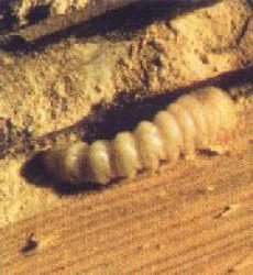 Traitement termites Île de Ré
